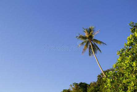 横幅 花园 风景 作文 棕榈 王冠 丛林 假日 夏威夷 自然