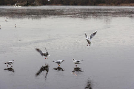 一个结冰的湖面上有鸭子和鸟