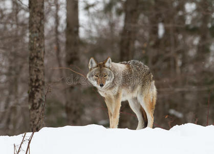 一只孤独的郊狼x28CanisLatransx29在加拿大散步和狩猎冬季的雪