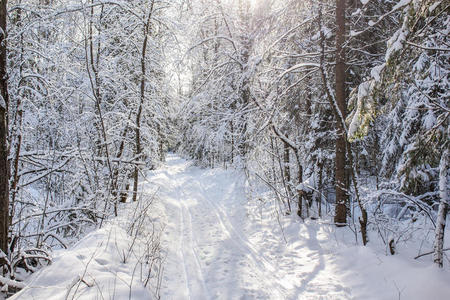 国家 森林 美女 季节 白霜 冷杉 降雪 太阳 寒冷的 风景