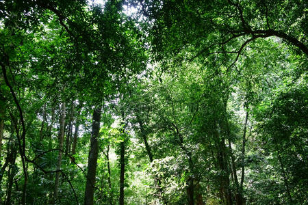 特克斯 树叶 森林 高的 阳光 美丽的 自然 植物 绿色植物