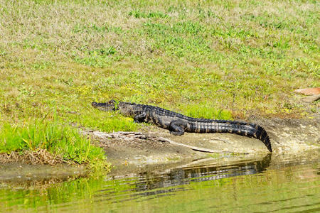 鳄鱼在洗日光浴照片