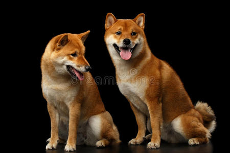 犬科动物 夫妇 日本人 在室内 有趣的 繁殖 血统 眼睛