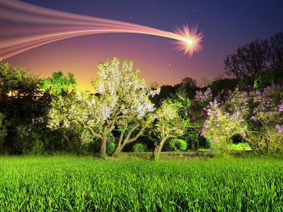 花的 花园 基辅 自然 框架 欧洲 领域 风景 优雅 圆圈