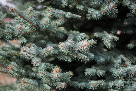 圣诞节 植物 植物区系 特写镜头 松木 森林 假日 云杉