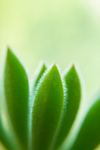 成长 凝胶 医学 仙人掌 玫瑰花结 特写镜头 植物学 治愈