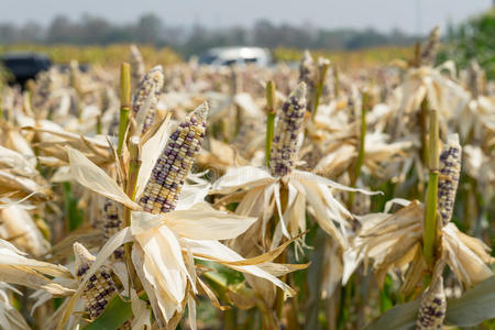 关闭农作物上的玉米田，以便收割