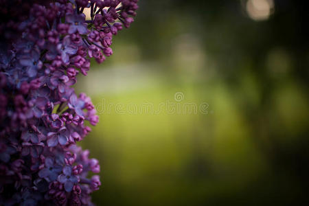 开花 丁香花 颜色 花的 花园 灌木 奥图 紫丁香 分支