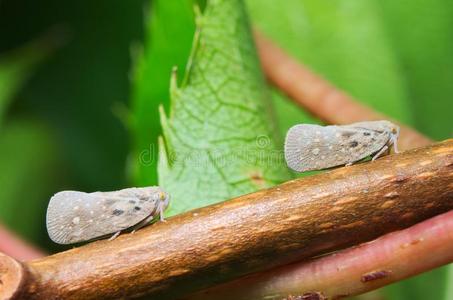 飞虱科图片