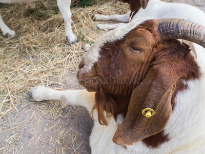 农事 领域 可爱的 哺乳动物 动物群 头发 分支 山羊 牛奶