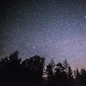 天空 风景 针叶树 星星 轮廓 繁星 宇宙 美丽的 领域