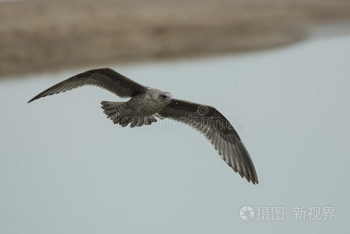 冬天 克莱恩 野生动物 动物 飞行 自然 海滨 欧洲 海鸥