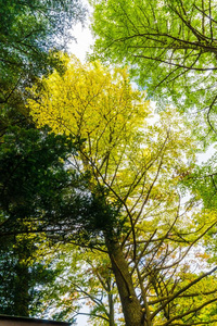 太阳 环境 森林 树叶 季节 阳光 十月 十一月 落下 公园