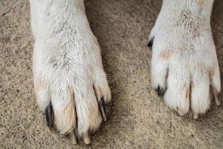 狗蹄图片