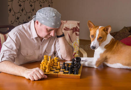 巴森吉狗等待主人下一步在国际象棋家庭锦标赛