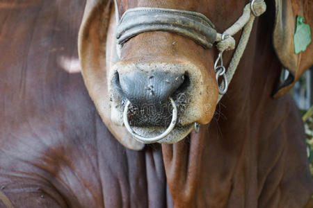 牛鼻子图片