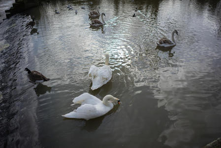 游泳 海鸟 反射 天鹅 公园 冬天 动物群 水禽 鸭子 池塘