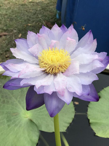 感情 颜色 植物学 生物学 披露 心皮 美丽的 模糊 蜜蜂