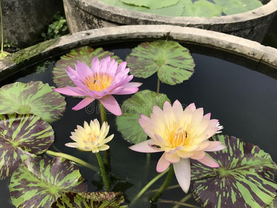 感情 迷住 心皮 蓝藻 披露 开花 模糊 生态学 花的 美丽的