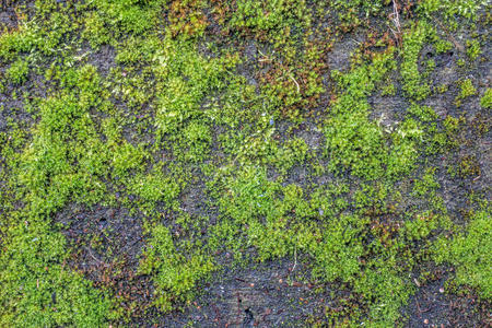 绿色的苔藓墙图片