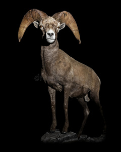 Desertram图片 Desertram素材 Desertram插画 摄图新视界