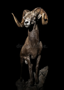 Desertsheep图片 Desertsheep素材 Desertsheep插画 摄图新视界