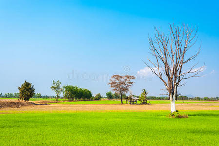 农业 美丽的 大米 放弃 农场 粮食 领域 屋顶 草地 忽视