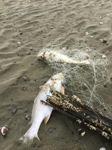 海岸 海岸线 生态系统 古老的 发酵 环境 身体 海洋 危险