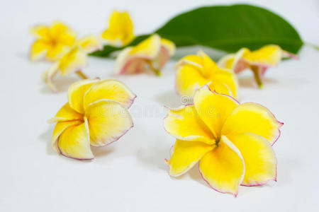 植物区系 巴厘岛 夏威夷 花的 植物学 香水 开花 美丽的