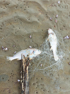 发酵 损害 身体 海洋 环境 食物 海岸线 生态学 危险