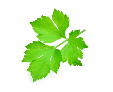 芹菜叶金凤花图片