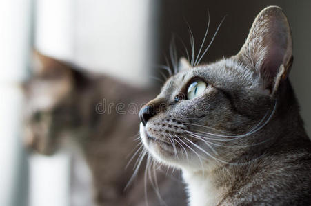 面孔 肖像 游戏 窗口 猫科动物 动物 泰语 可爱的 狡猾的