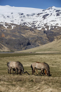 旅行 种马 牧场 美丽的 夏天 冰岛 动物 自然 风景 领域