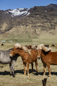夏天 自然 草地 旅行 动物 颜色 农场 冰岛语 领域 小马