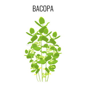 白色背景的巴科巴阿育吠陀水生植物。