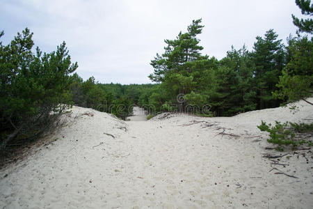 波罗的海 沙丘 土地 欧洲 俄罗斯 风景 公园 加里宁格勒