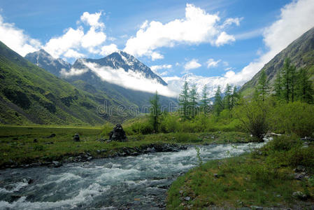 阿尔卑斯山 冷杉 环境 海岸 山体 自然 春天 公司 生态学