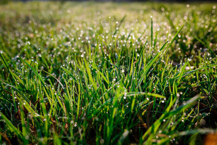 清新的晨露在春草上，自然的背景特写