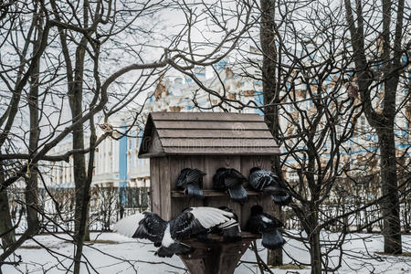 鸽子 公园 住宅 欧洲 博物馆 历史 房子 俄罗斯 花园