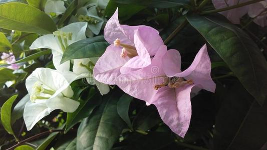 一种在日出阳光下开花的植物，位于泰国科萨梅岛。