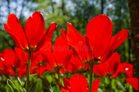 花园 春天 公园 自然 分支 场景 花坛 苹果 花瓣 花儿