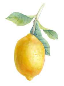 手绘水彩插图柠檬。 开花植物与l