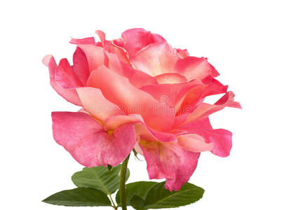 美丽的粉红色玫瑰设计隔离