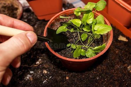 挖掘 移植 园艺 植物 夏天 绿色植物 春天 地球 土壤