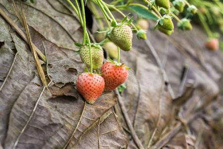 园艺 自然 生长 草莓 健康 食物 饮食 水果 农场 浆果