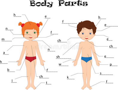 身体部位,解剖照片