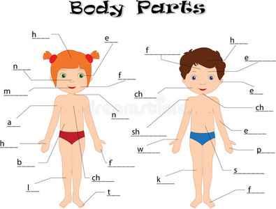 身体部位卡通图片教学图片