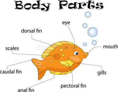 鱼的身体部位照片