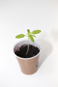 植物 新的 园艺 番茄 特写镜头 食物 蔬菜 生长 春天