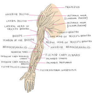 人类 三角肌 绘画 肘部 生物学 身体 手指 骨间 伸肌